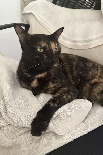 Photo of Laka, a black and ginger tortoiseshell cat with yellow-green eyes, lying on a white towel.